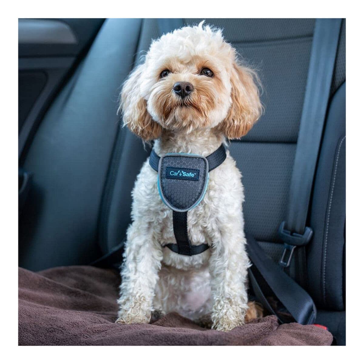 Hundegeschirr Company of Animals CarSafe Schwarz XS - Thumbnail 2
