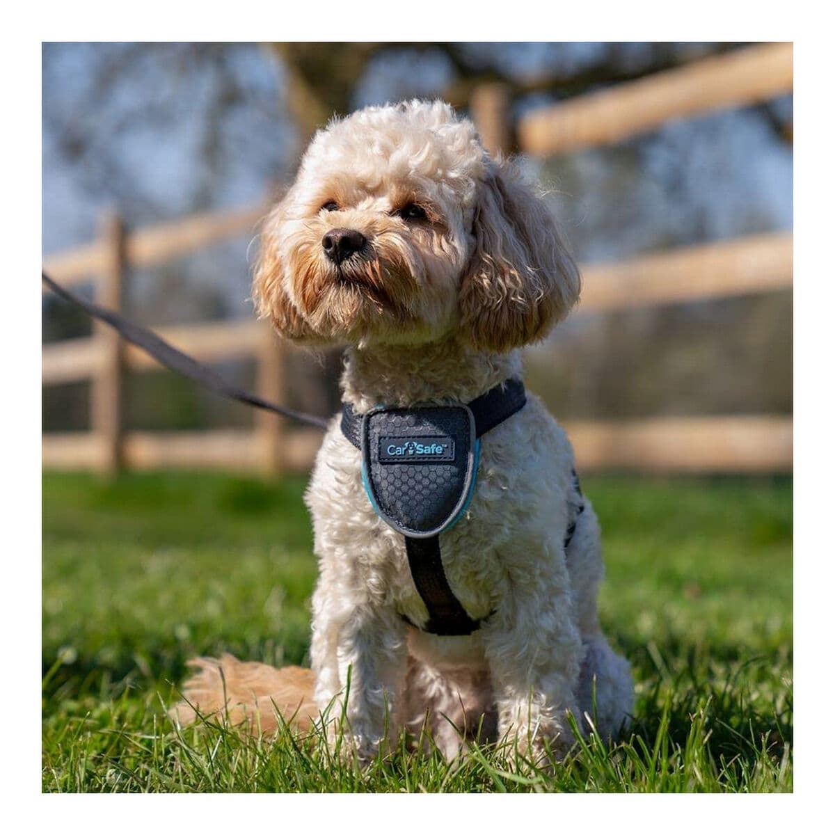 Hundegeschirr Company of Animals CarSafe Schwarz XS - Thumbnail 3