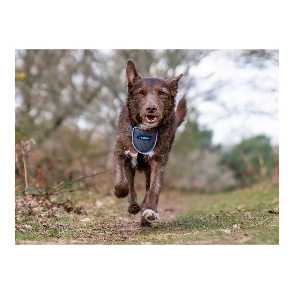 Hundegeschirr Company of Animals CarSafe Schwarz XS - Thumbnail 5