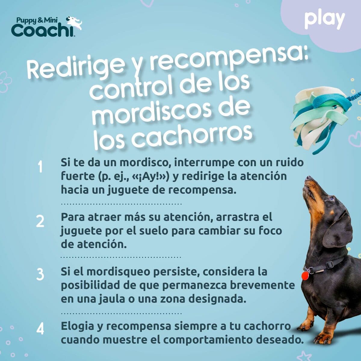Hundegeschirr Coachi - Thumbnail 5