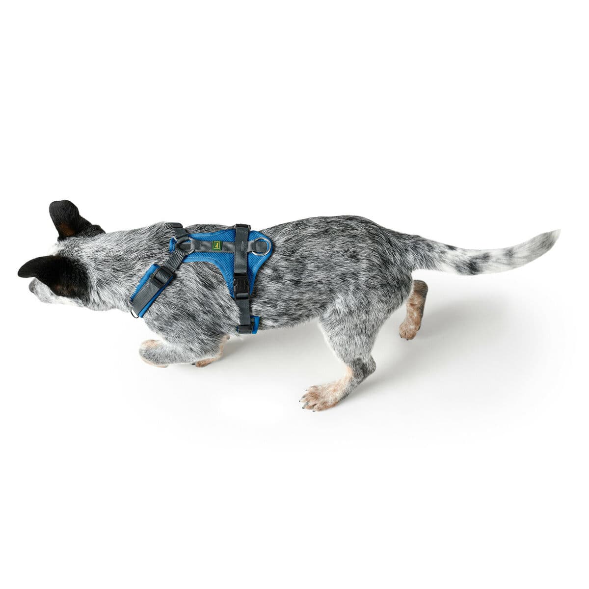 Hundegeschirr Hunter Maldon Up Blau 50-84 cm - Thumbnail 3