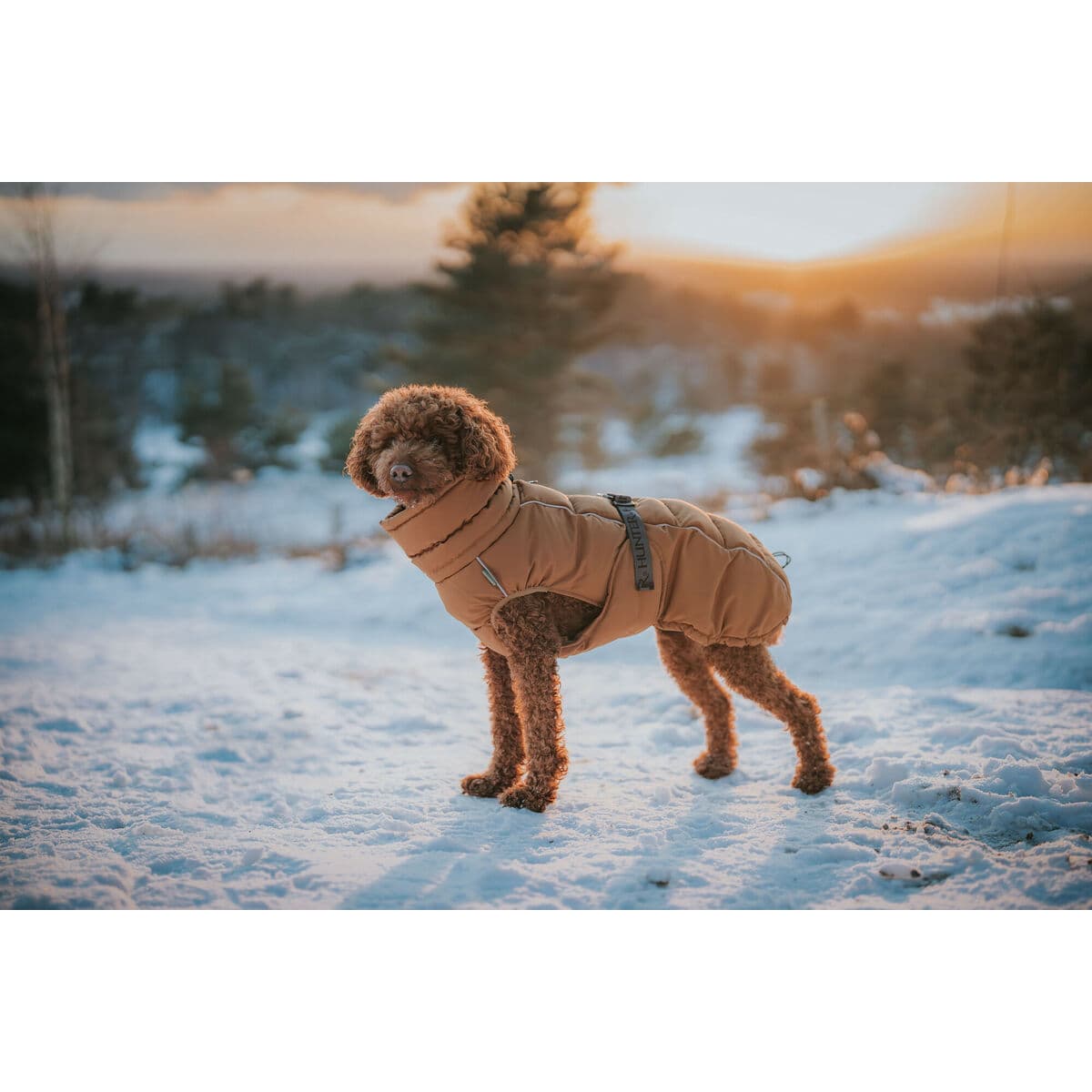 Kleidung für Haustiere Hunter PAXSON Braun Polyester - Thumbnail 5