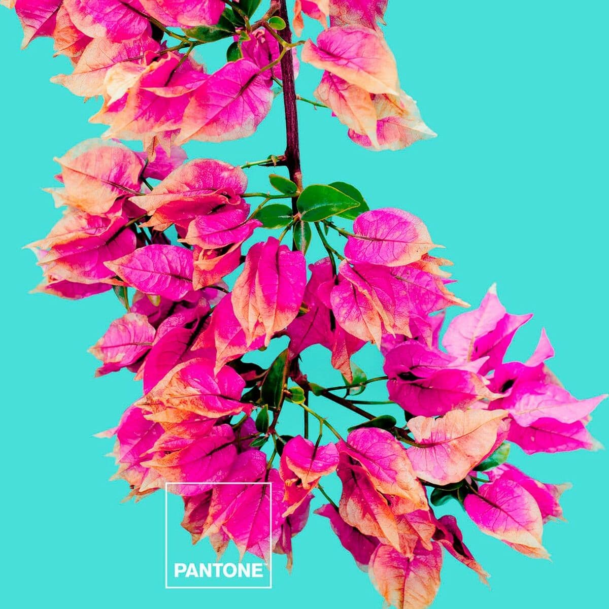 Bettwäsche-Set Bugnavilla Pantone - Thumbnail 2