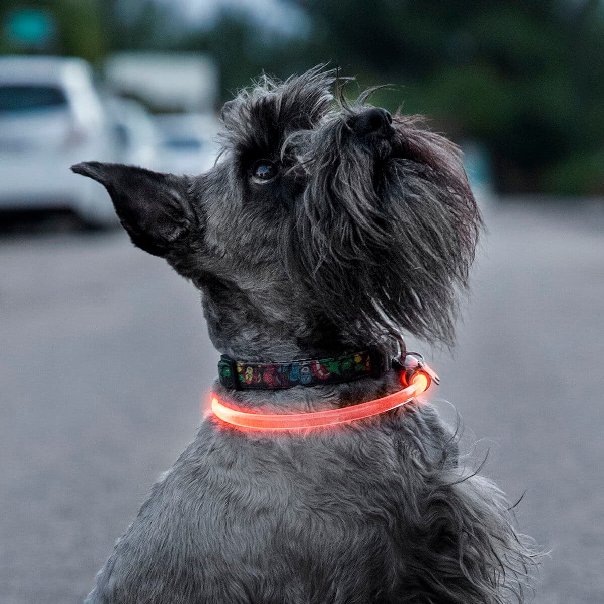 LED-Halsband für Haustiere Petlux InnovaGoods - Thumbnail 2
