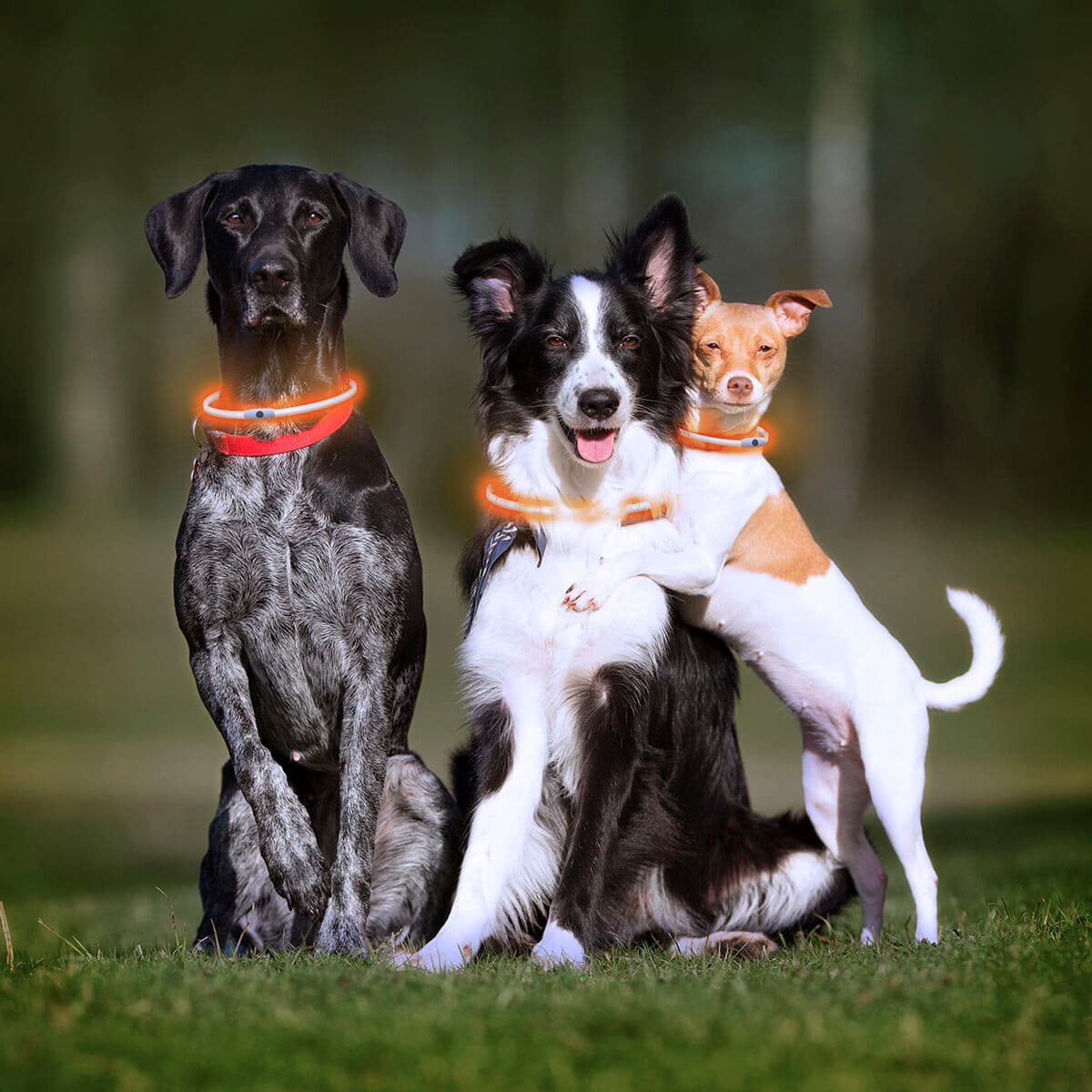 LED-Halsband für Haustiere Petlux InnovaGoods - Thumbnail 4