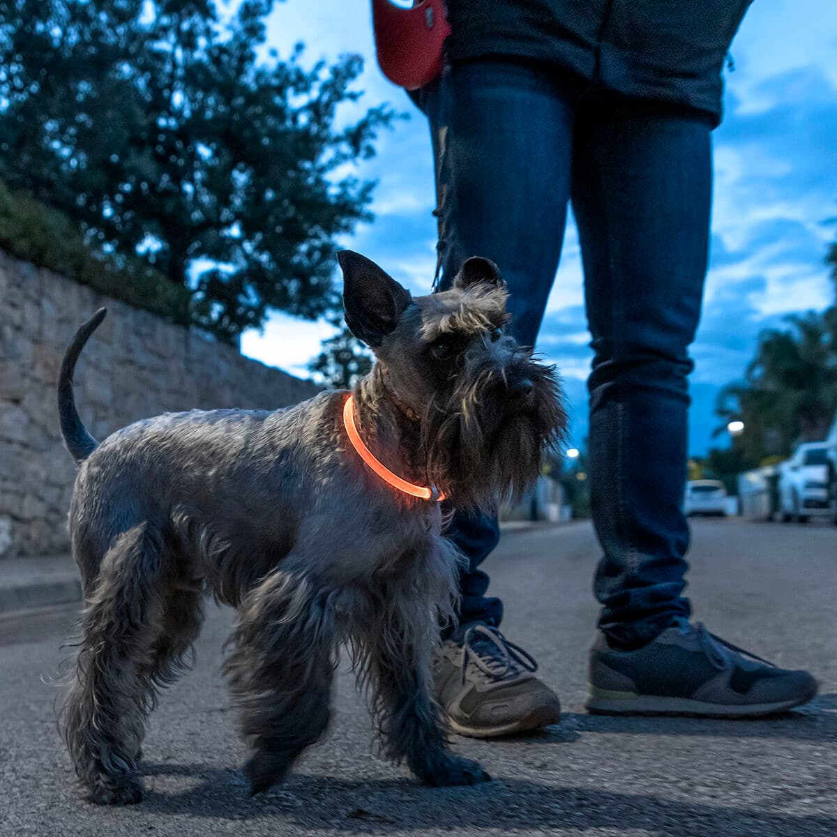 LED-Halsband für Haustiere Petlux InnovaGoods - Thumbnail 8